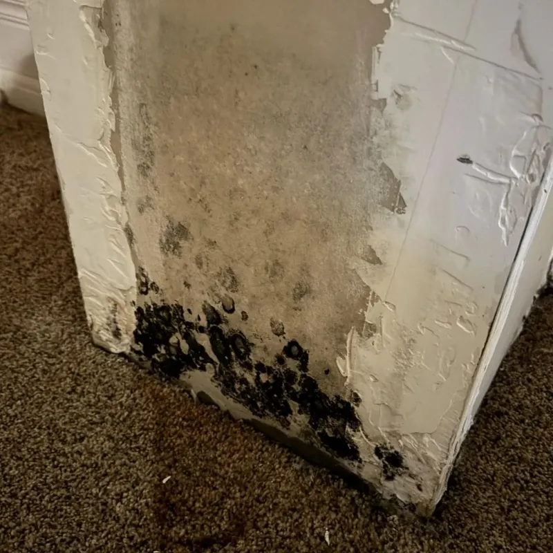 Professional Mold Removal in Ocean City, FL